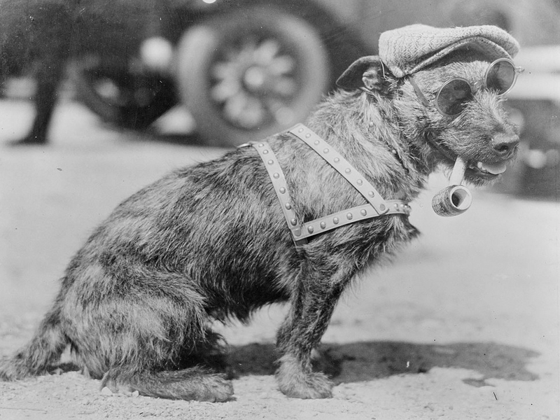 Illustration for article titled Vintage Photos Reveal Century-Long Obession with Dressing Up Pets